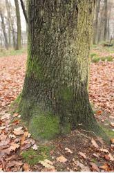 Photo Textures of Tree Bark